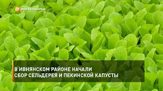 В Ивнянском районе начали сбор сельдерея и пекинской капусты