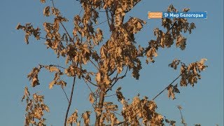Погибшие деревья в Дубовом заменят осенью