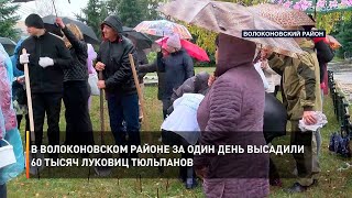 В Волоконовском районе за один день высадили 60 тысяч луковиц тюльпанов