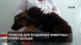 Приютов для бездомных животных станет больше