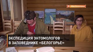 Экспедиция энтомологов в заповеднике «Белогорье»