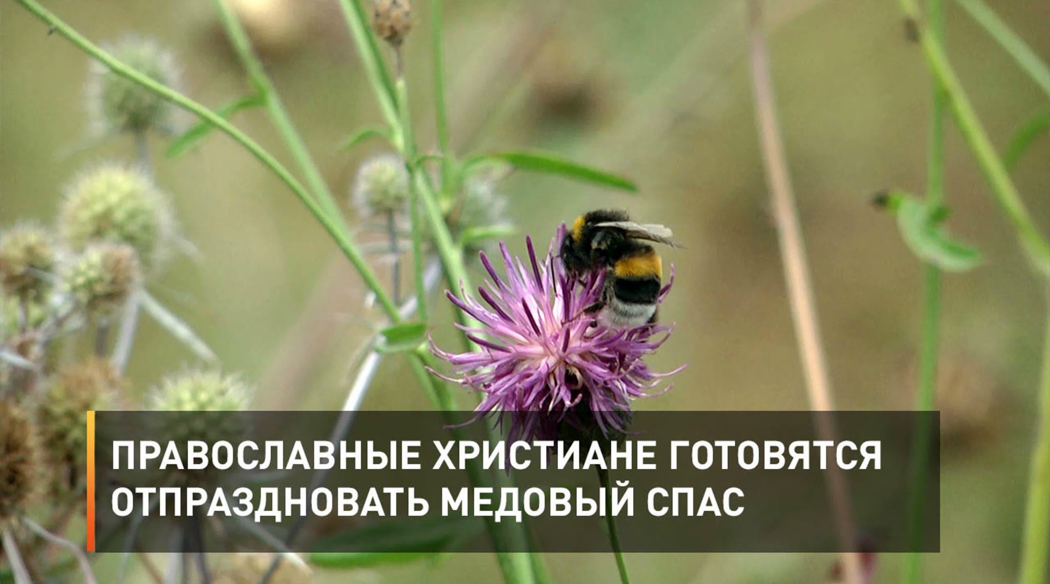 Православные христиане готовятся отпраздновать Медовый Спас