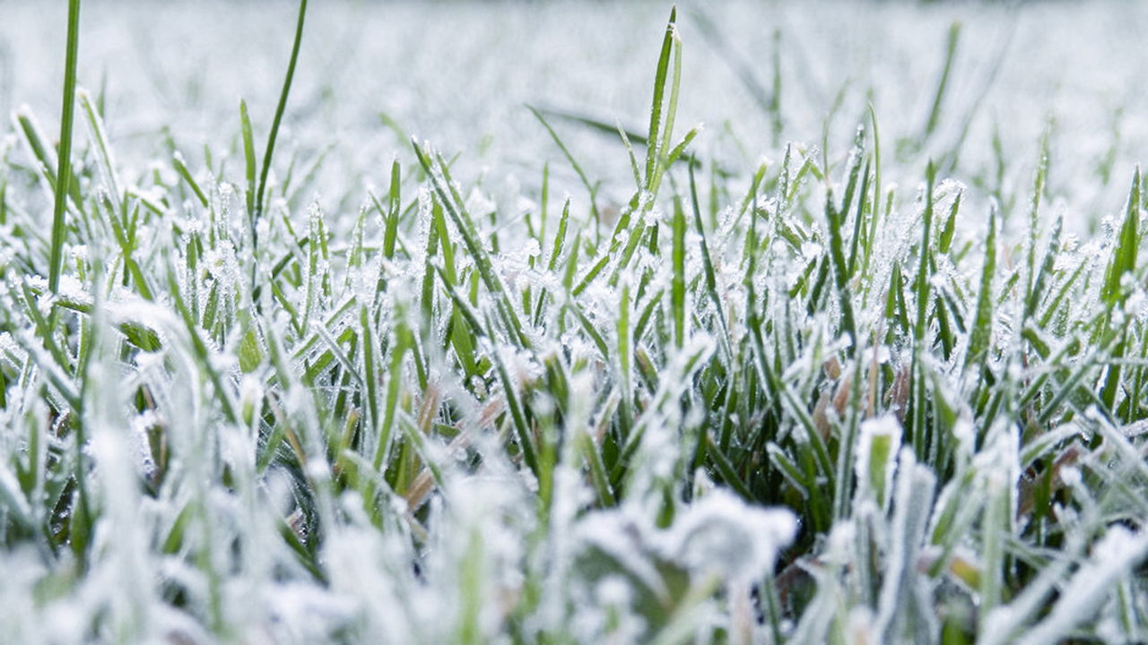 Сколько посевов и садов в Белгородской области погибло из-за возвратных заморозков станет известно на следующей неделе